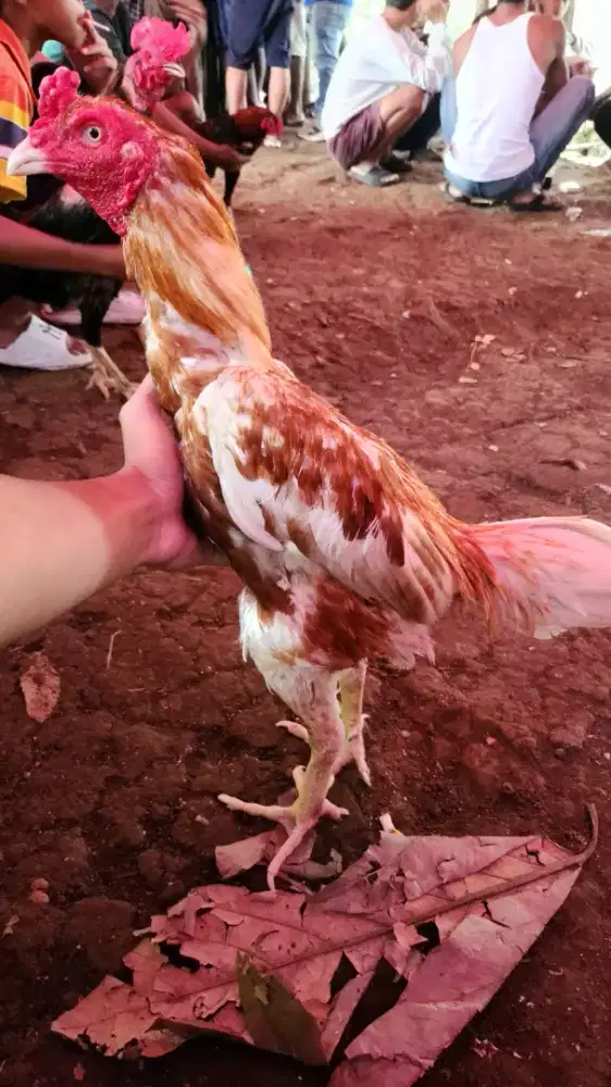 Ayam bangkok plucker x koytrad super kondisi siapan