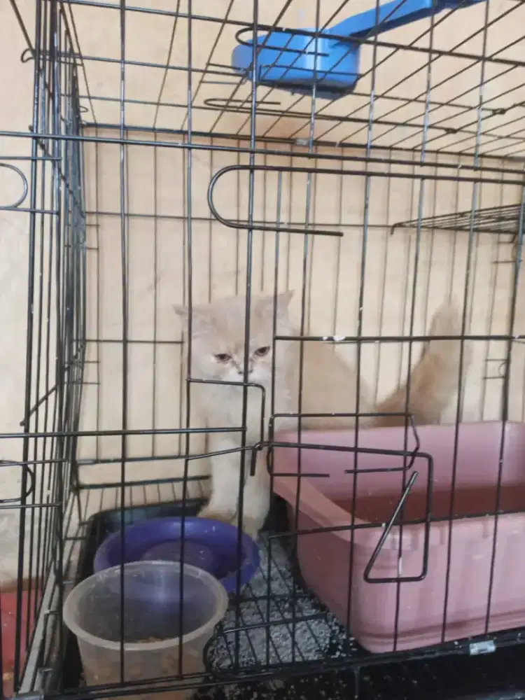 Kucing Persia jantan