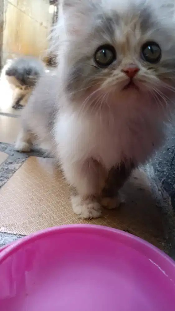 BETINA FLATNOSE LONGHAIR 2 BULAN