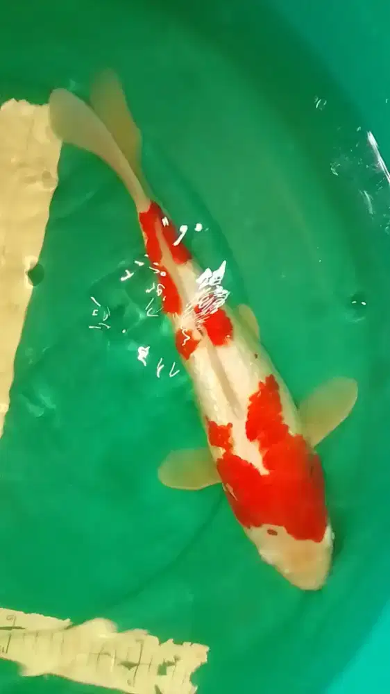 Ikan koi jenis Kohaku Ginrin 42cm warna merah