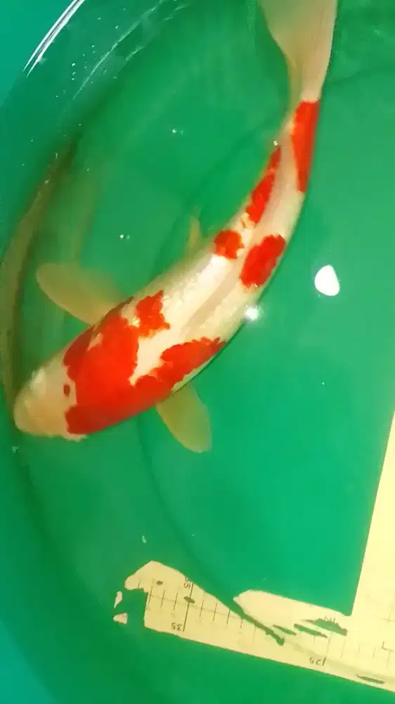 Ikan koi jenis Kohaku Ginrin 42cm bagus