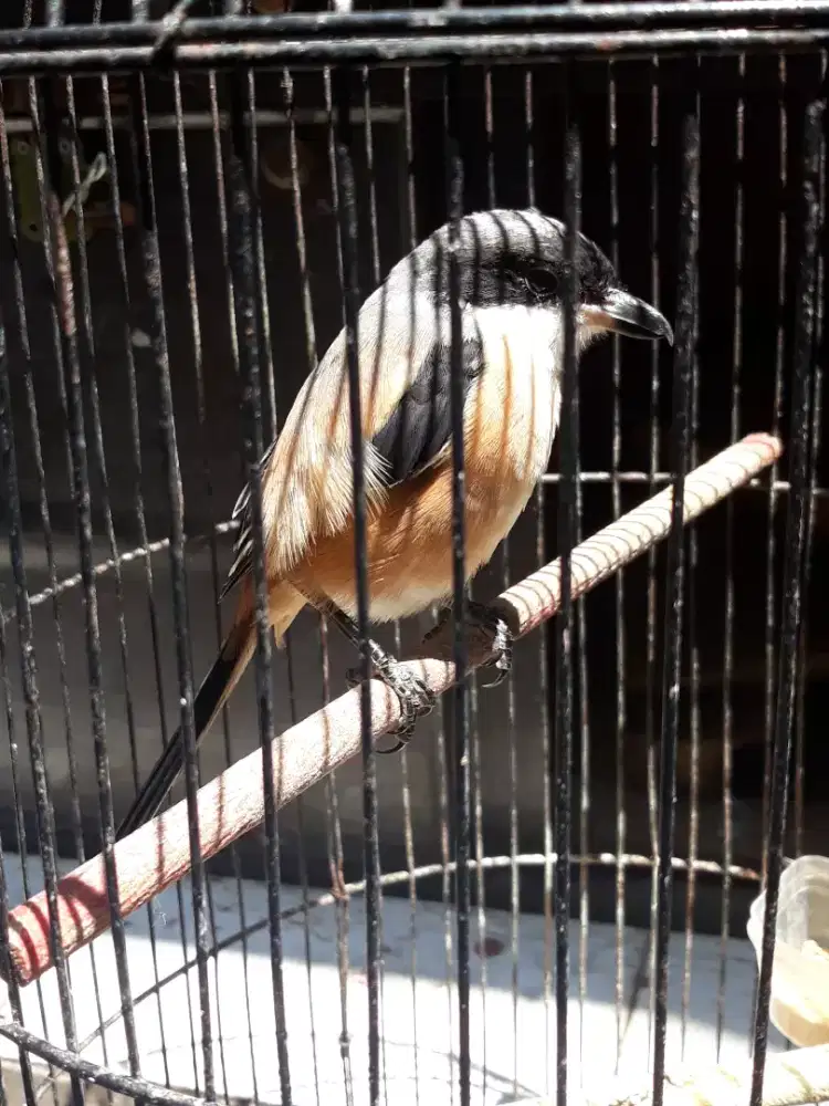 cendet atau toed jawa mulus