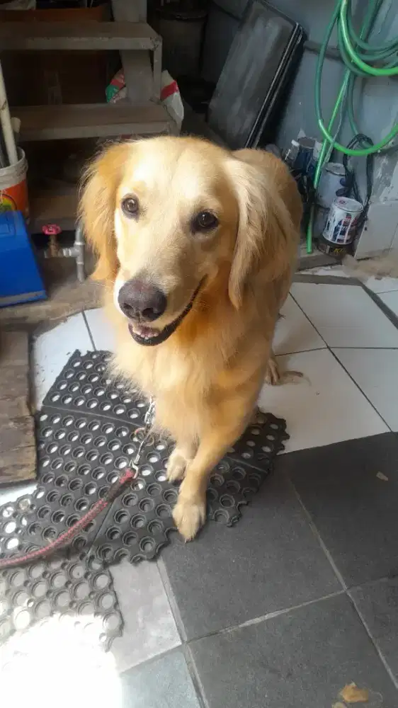 Golden retriever remaja betina