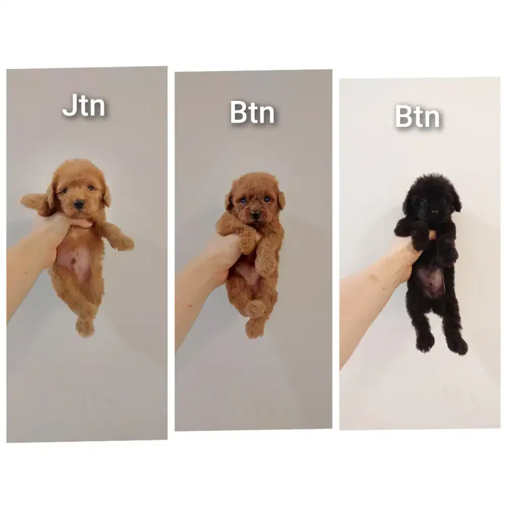 puppy poodle bersurat !!! no php !!!