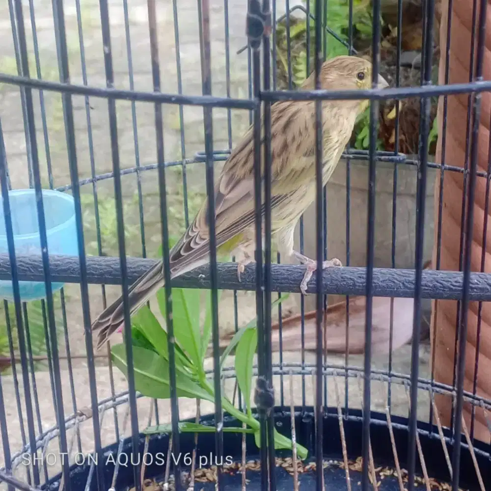 Kenari jantan sehat panjang muda riwikan