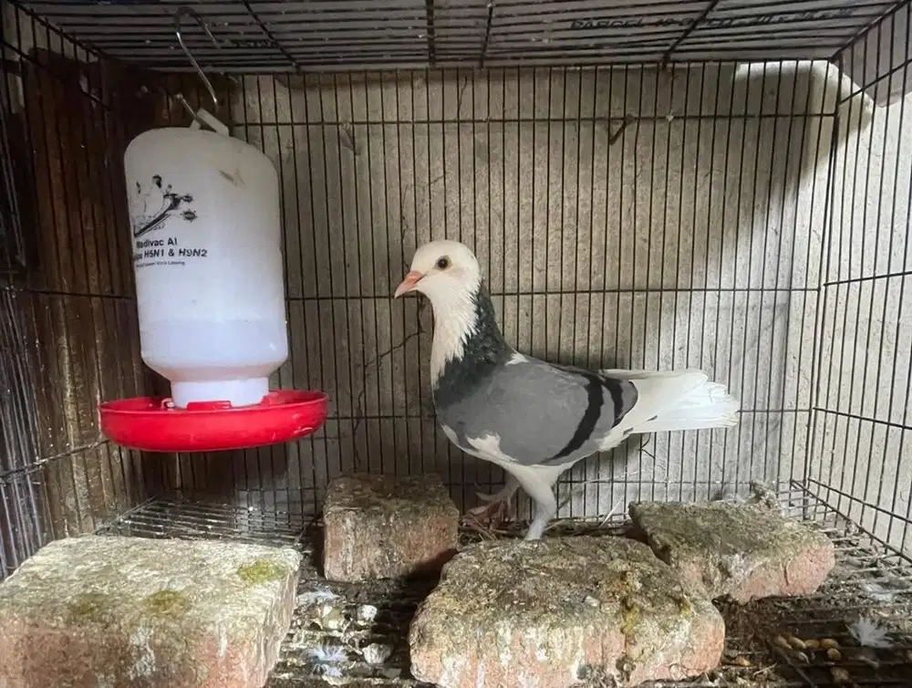 burung merpati dara blantong megan ekor putih ekput jantan jembros