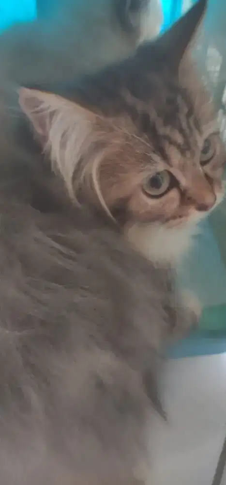 Kitten Persia 3 bulan