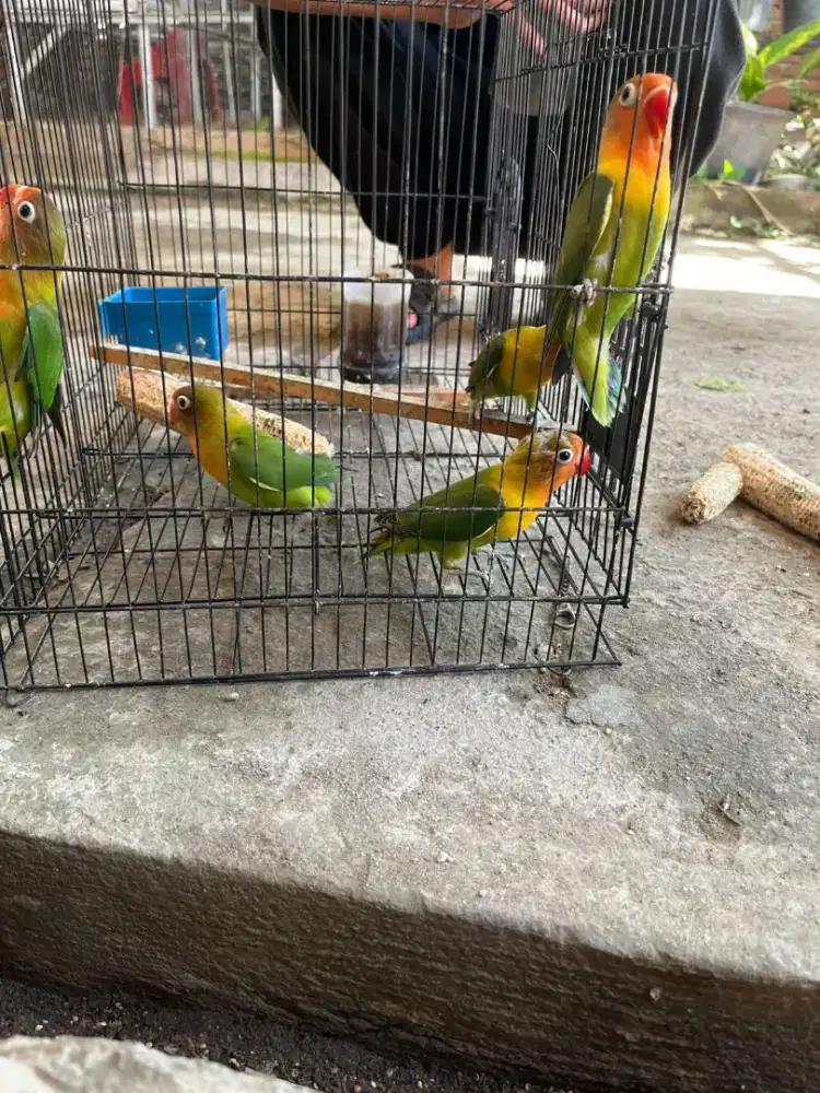 Burung love bird