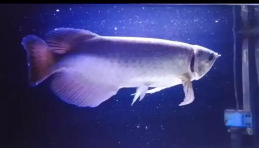 Ikan arwana golden pino