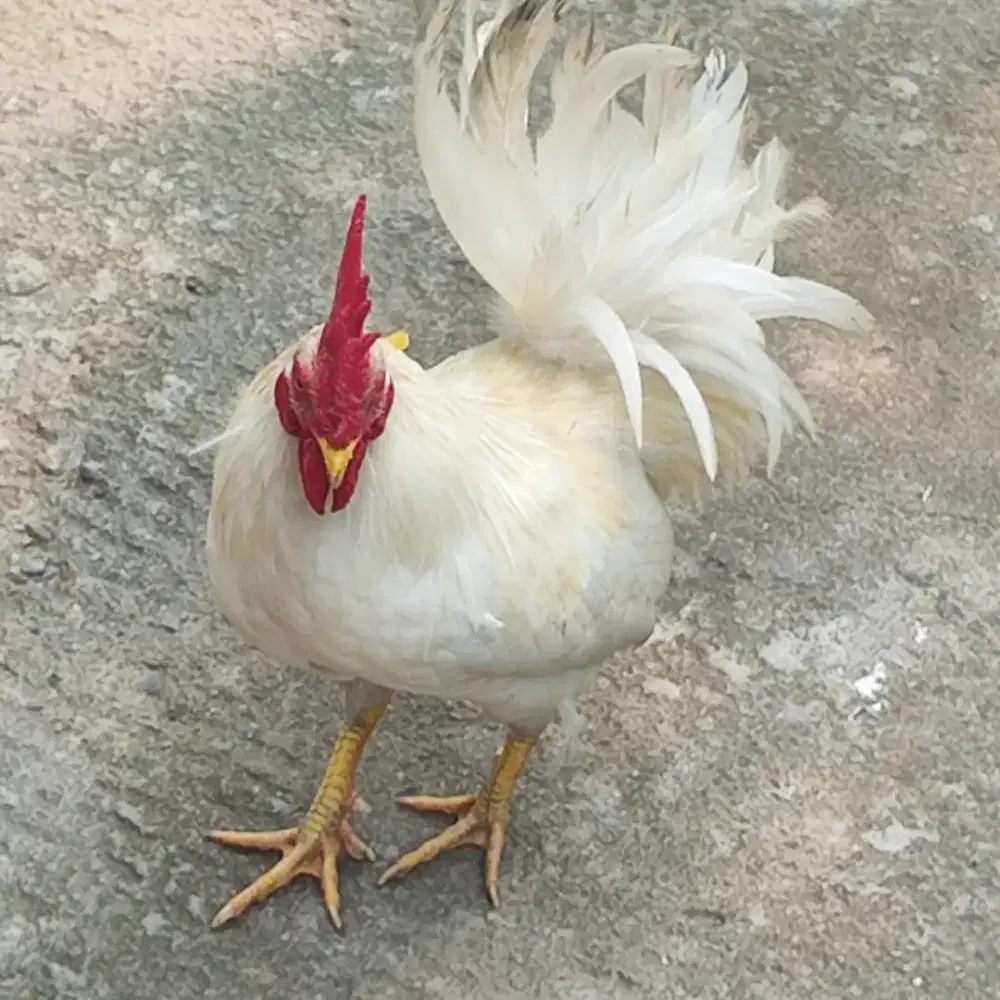 Ayam Kate Jantan