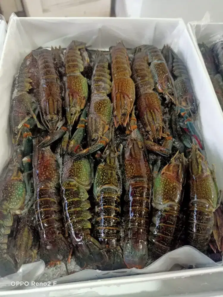Udang lobster perbox