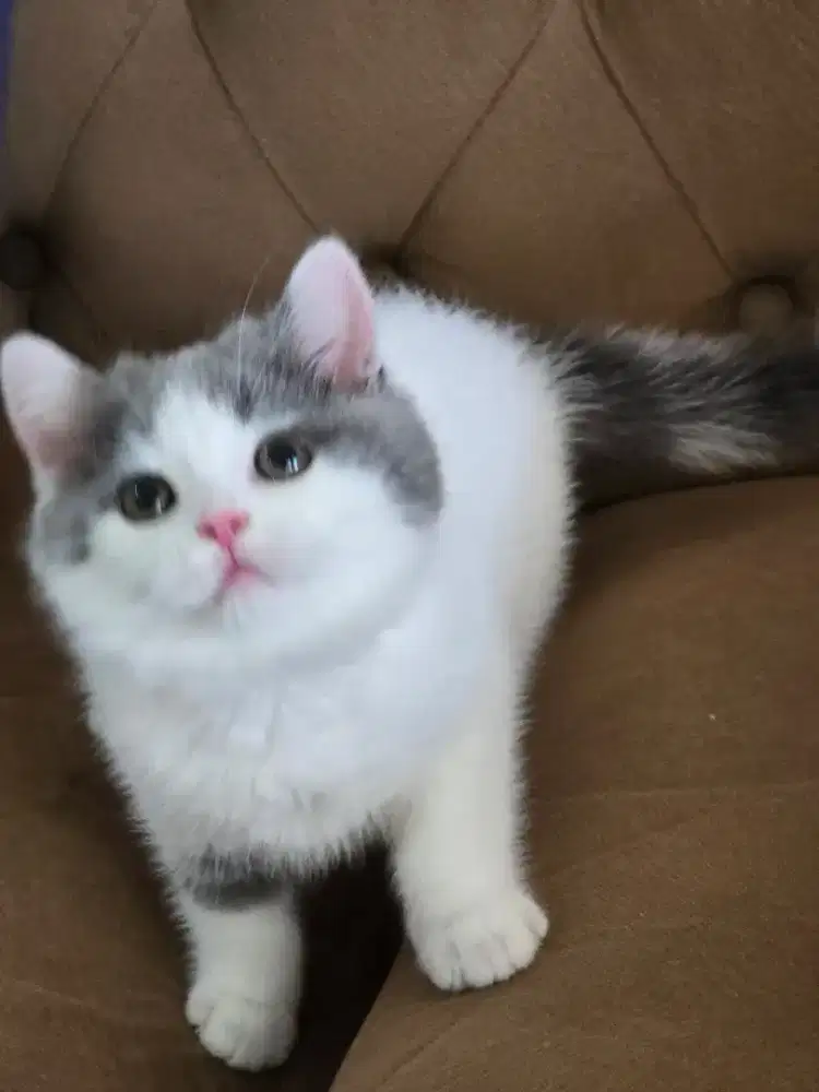 Kucing british shorthair bsh kitten