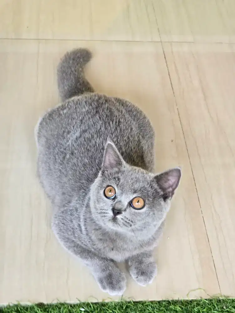 Kucing british shorthair bsh british shorthair