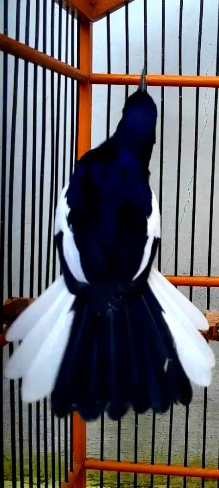 BURUNG KACER PRIYANGAN SUPER GACOR NGEPLAY NGOBRA PULSET