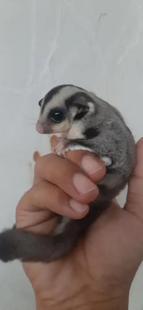 Cg jantan het cream ph leu