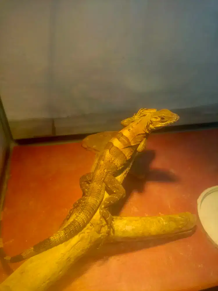 Iguana similis / black spiny tailed