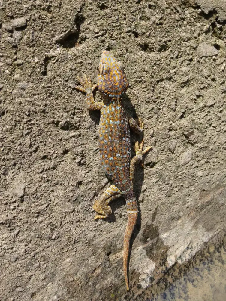 Tokek Asia/ Tokay Gecko warna corak unik