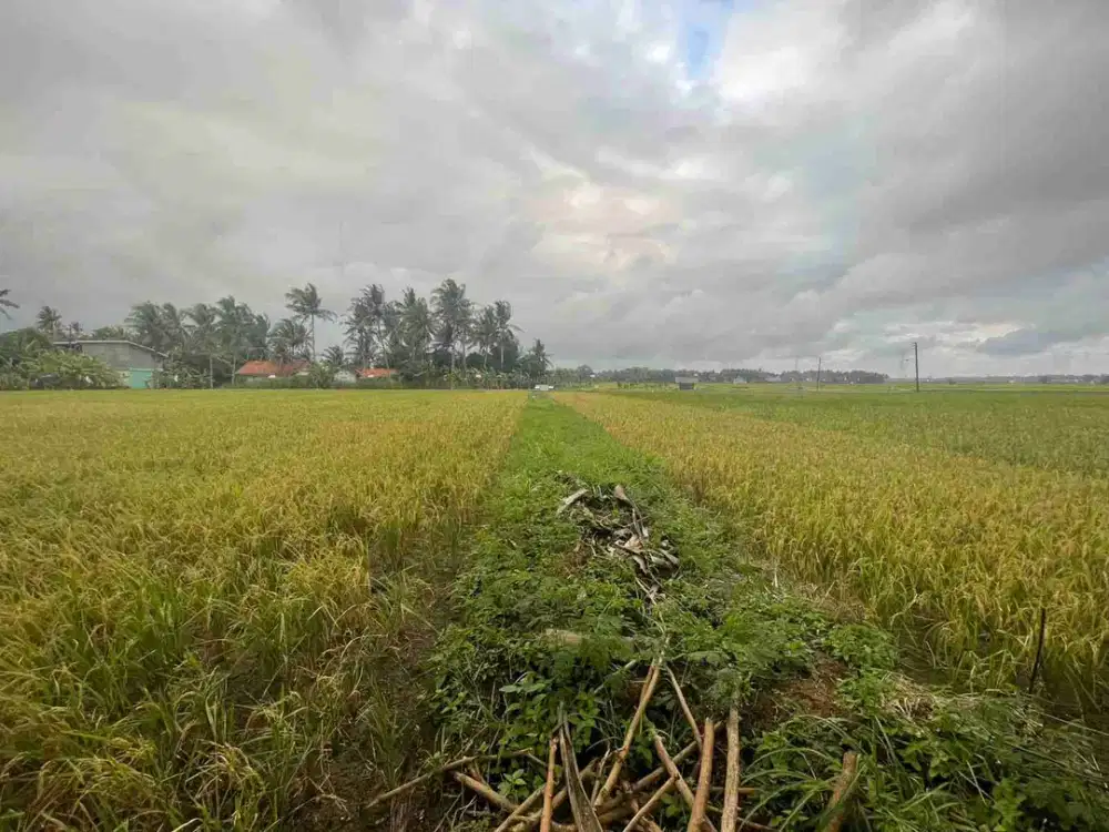 Tanahbsawah 753 meter persegi lokasi sangat dekat dengan bandara YIA, Temon, Kulonorogo