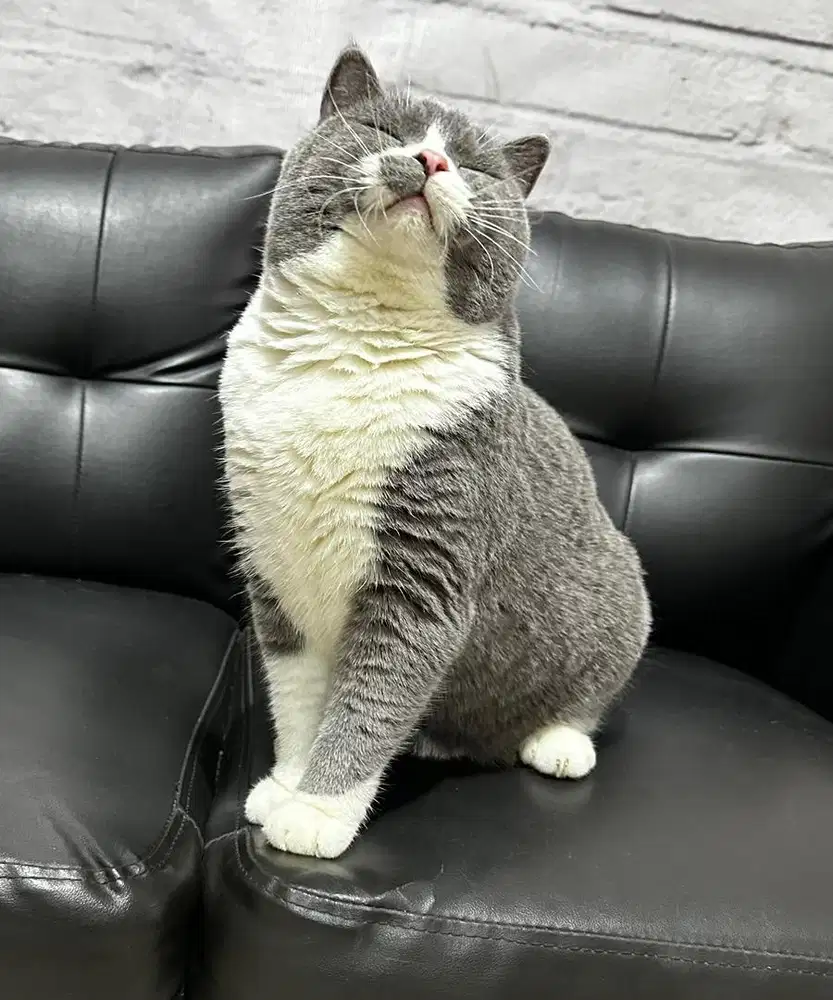 British shorthair BSH jantan ped wcf excellent