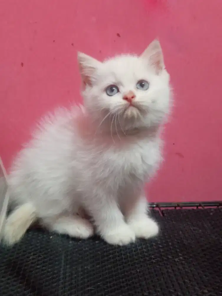 Kucing BSH Mix Persia