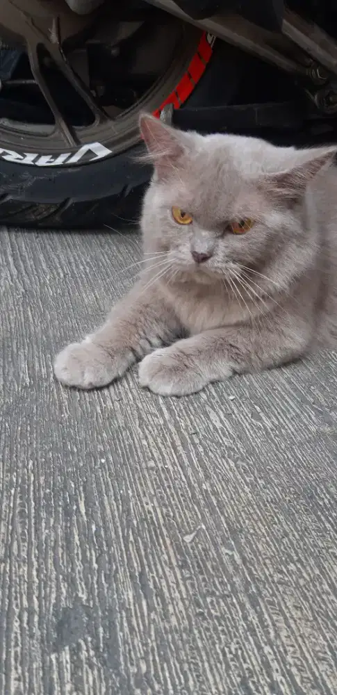 Persia bigbone jantan