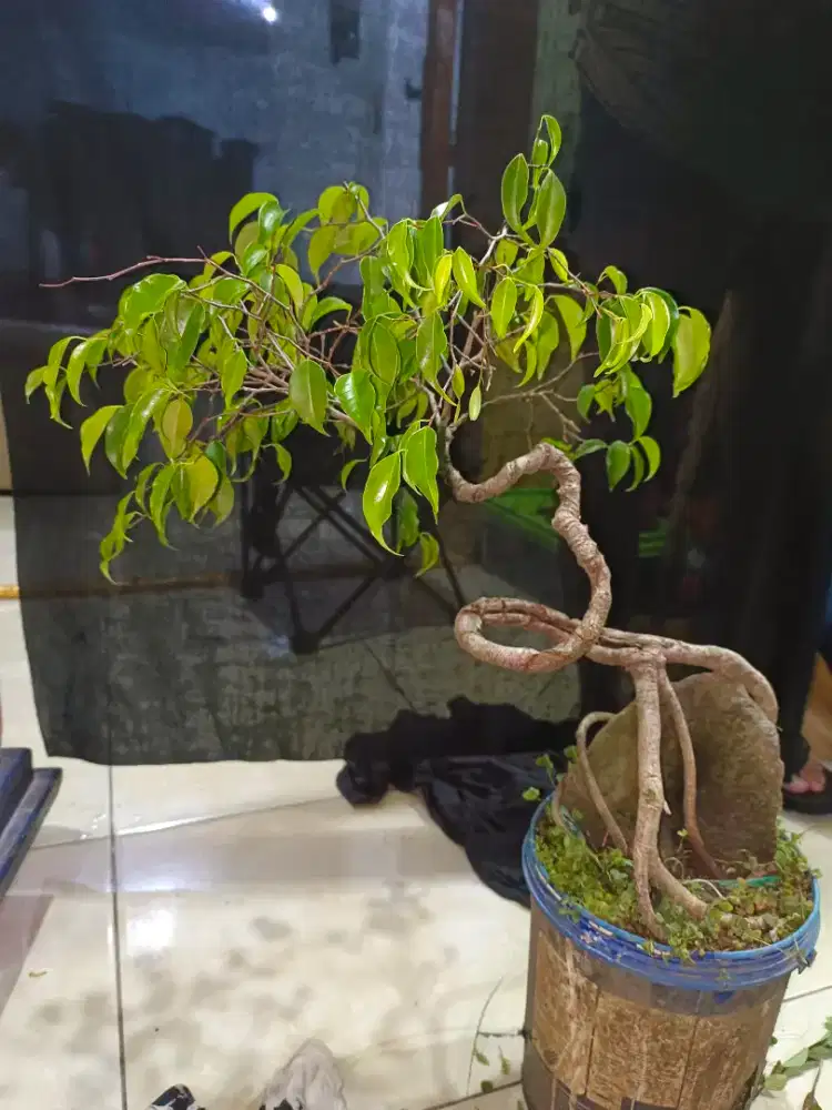 Bonsai ficus benjamin