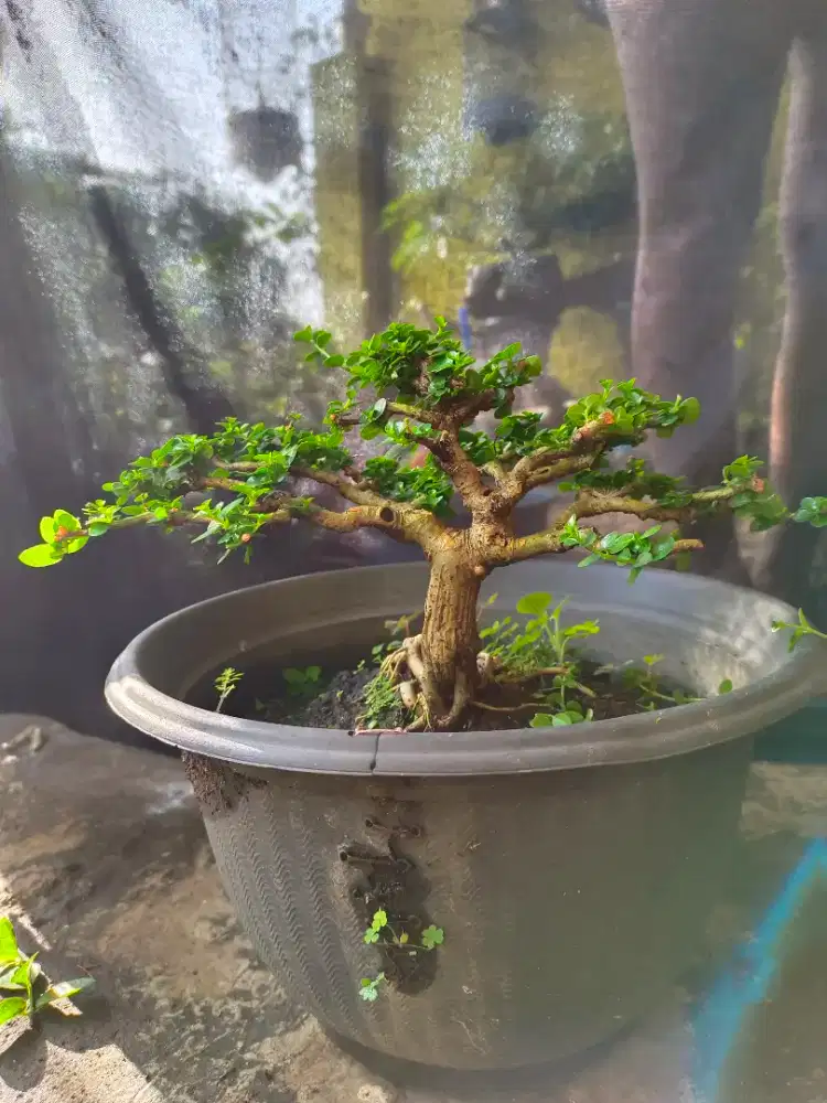 Bonsai sancang mame