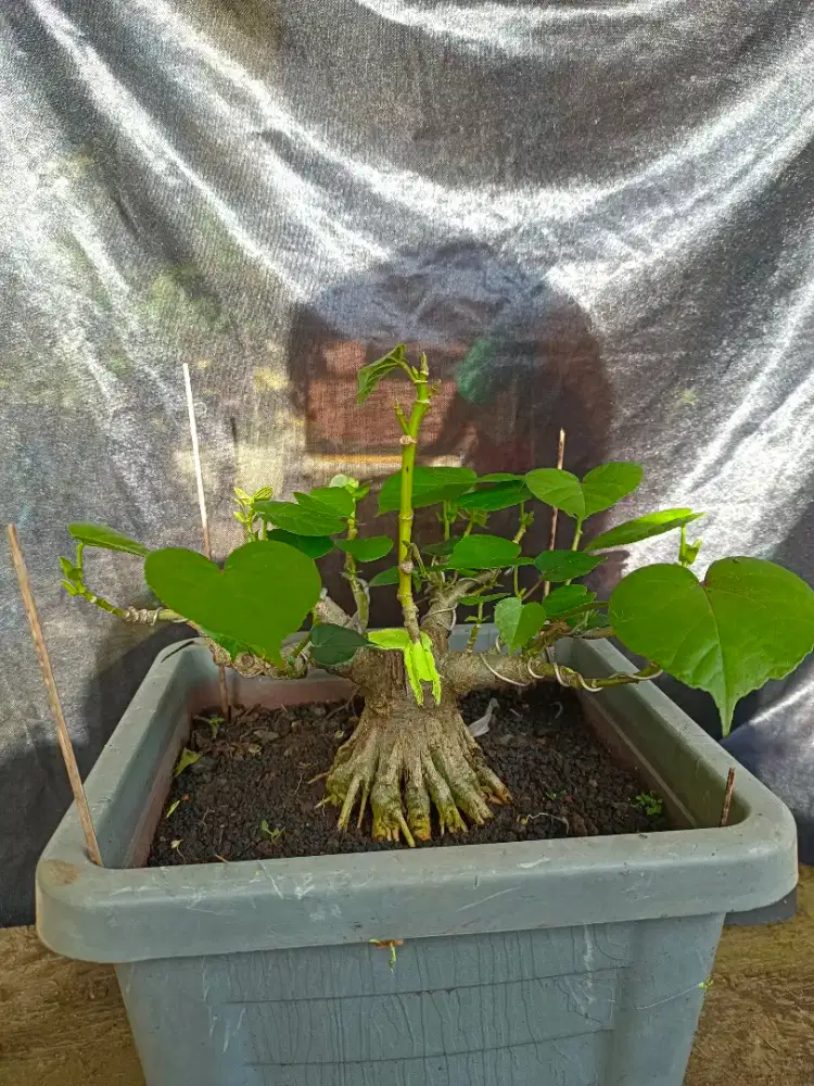 Bonsai waru program akar