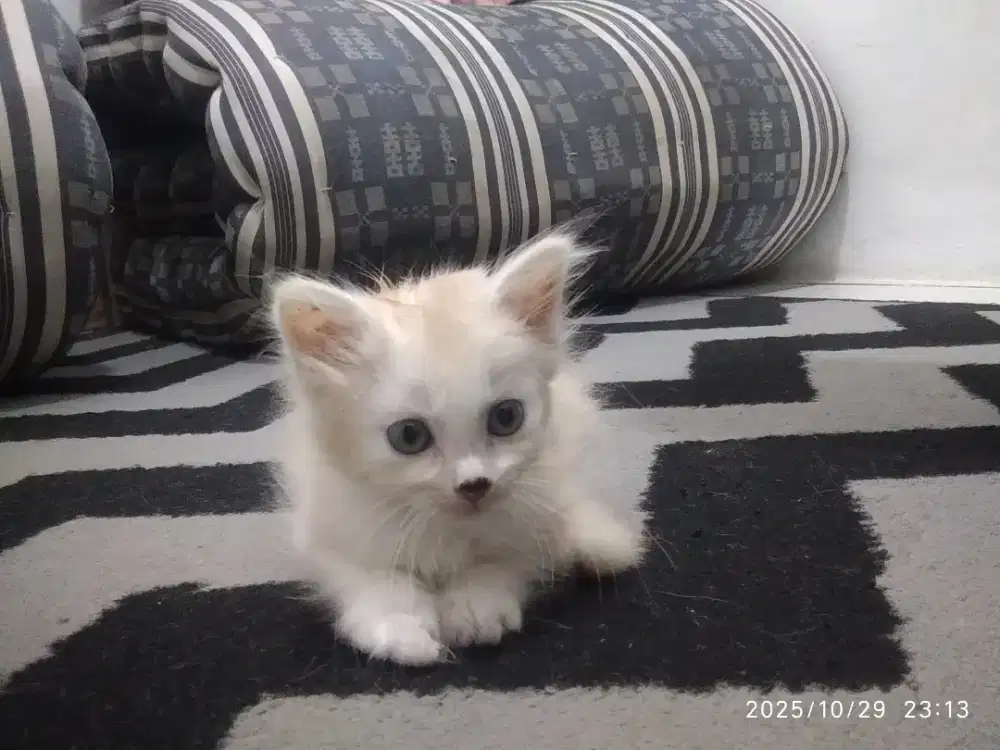 Dicari art amanah jujur dan bisa masak