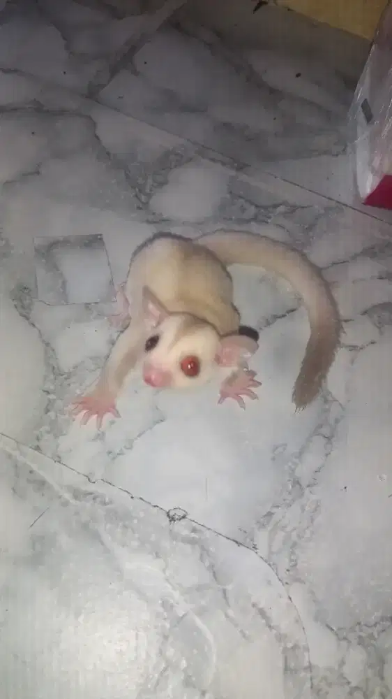 Sugar glide creamino joy