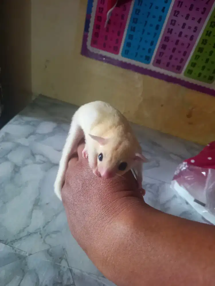 Sugar glider leucistic joy