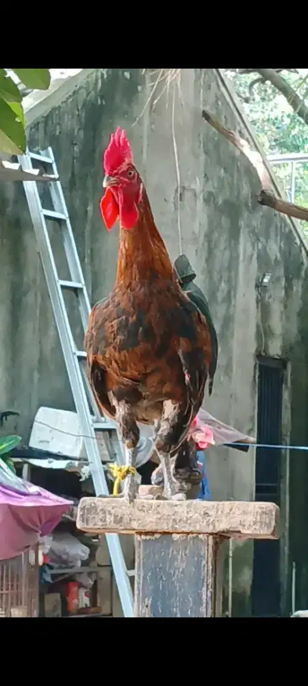 Ayam ketawa muda dangdut