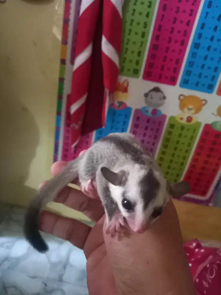 Sugar glider wf het creamph leu