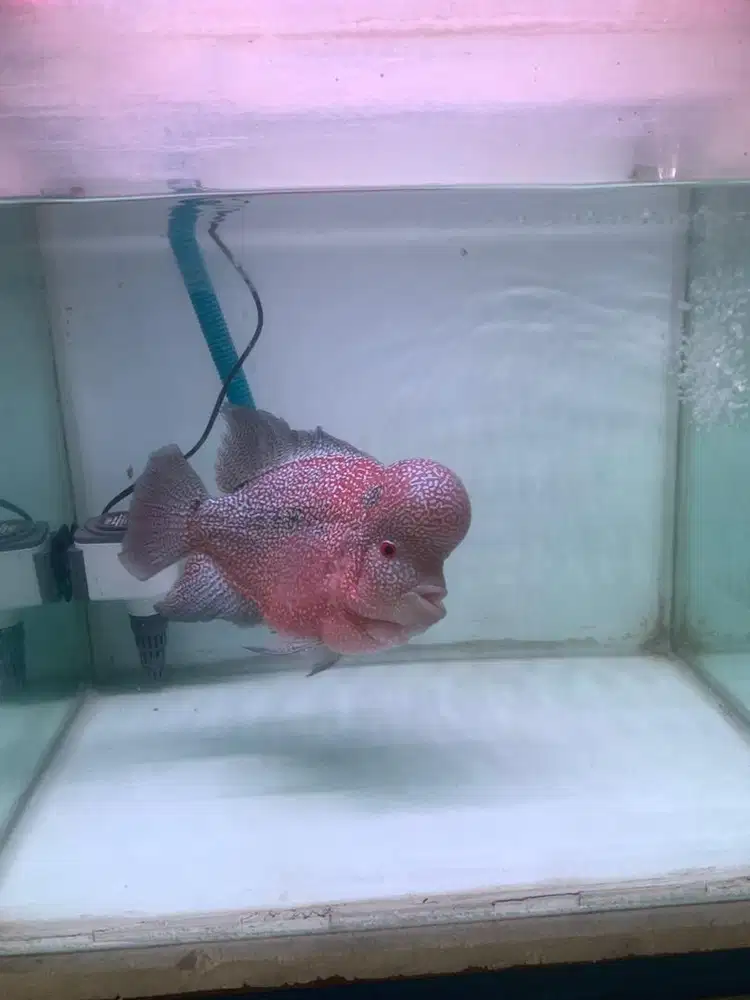 LOUHAN JUMBO WARNA MERAH PALA JENONG