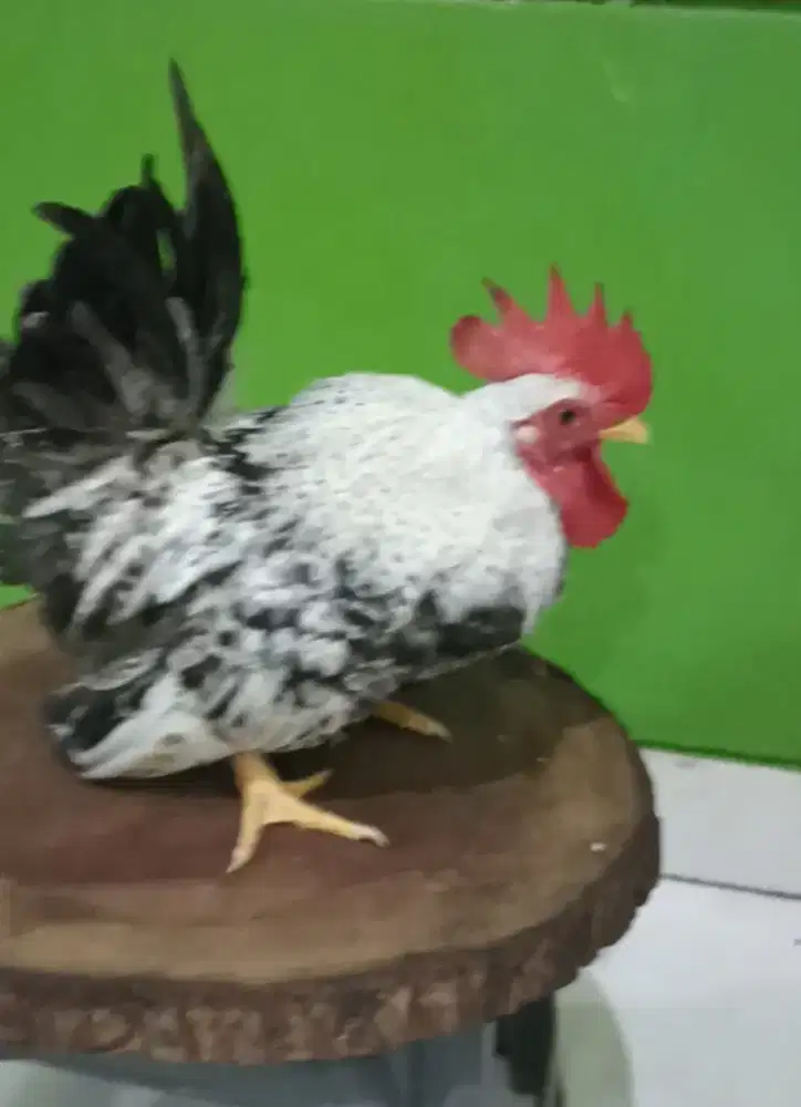 Ayam Kate Chabo ekor mekar