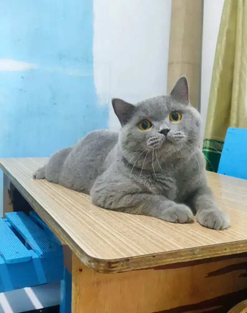 British Shorthair PED WCF (BSH blue)