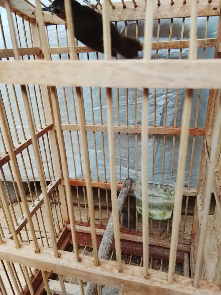 Jual burung pladuk bukit