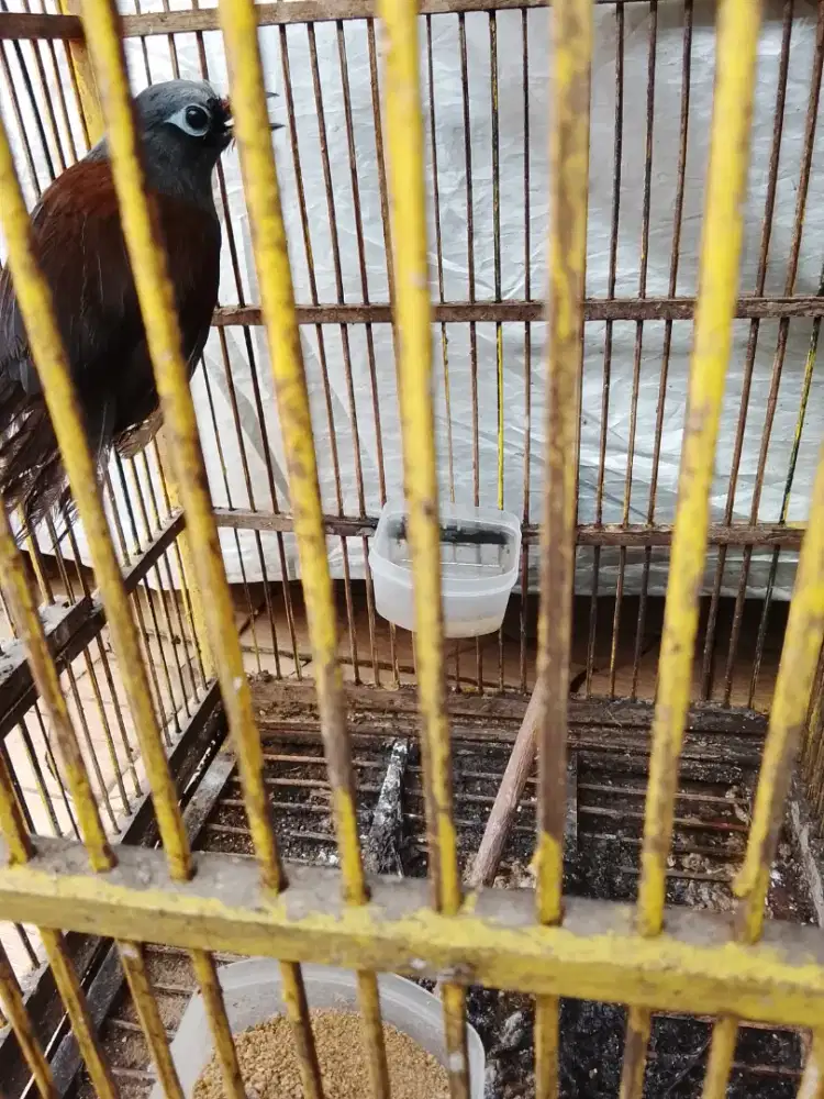 Jual burung Poksay mantel