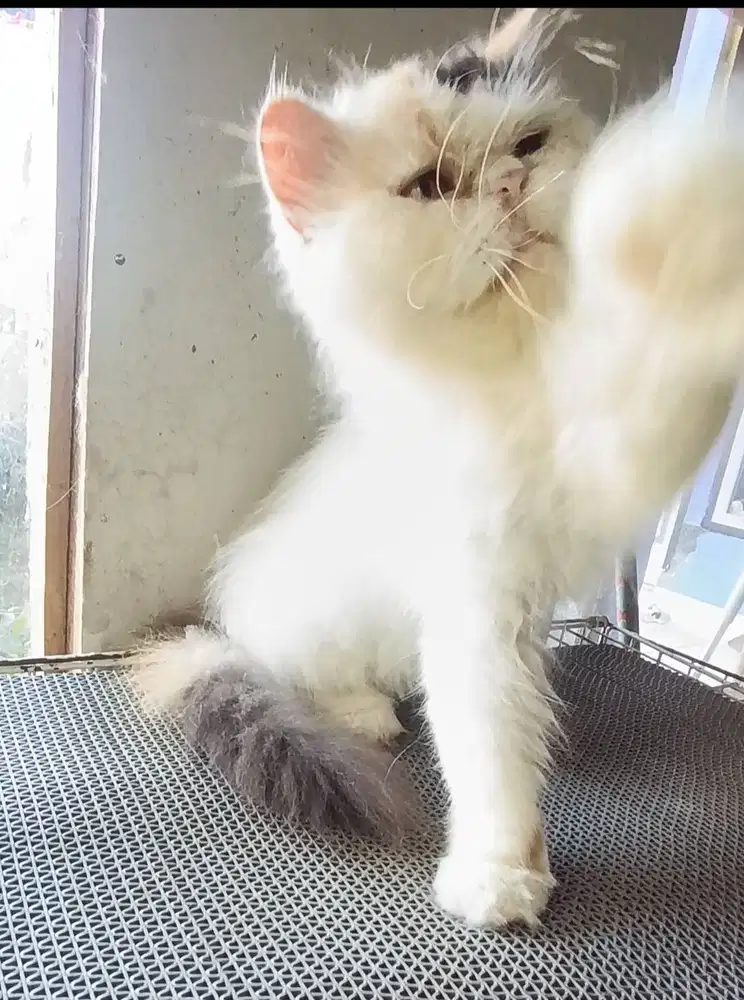 Indukan flatnose keturunan peaknose.