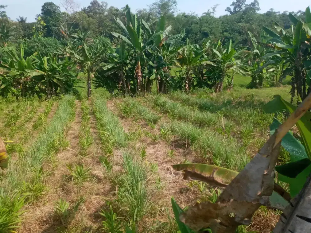 DIJUAL TANAH DILOKASI BERKEMBANG – TENJO, BOGOR