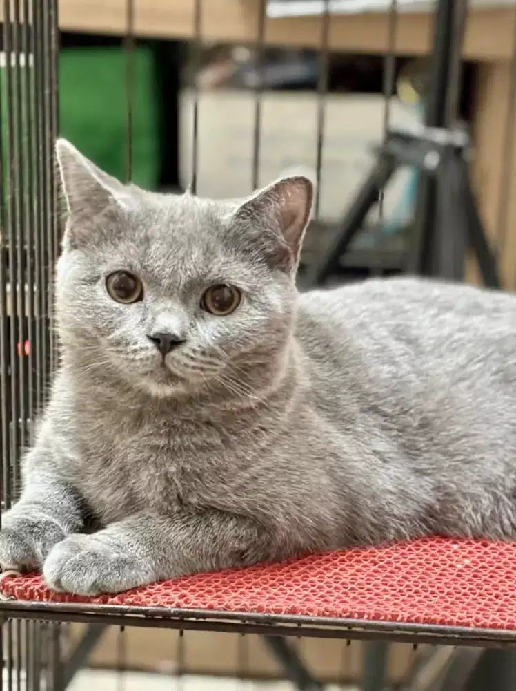 Kucing british shorthair/scottish fold jakarta