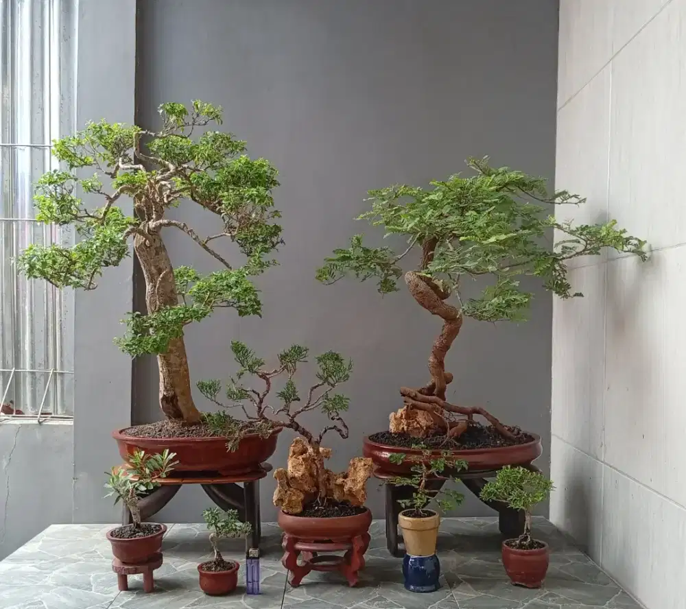 Borong murah bonsai hias ada 7 pohon