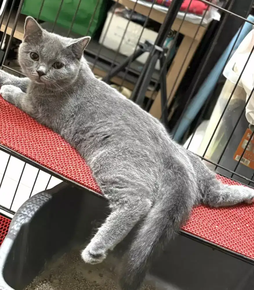 Kucing kitten british shorthair jakarta selatan