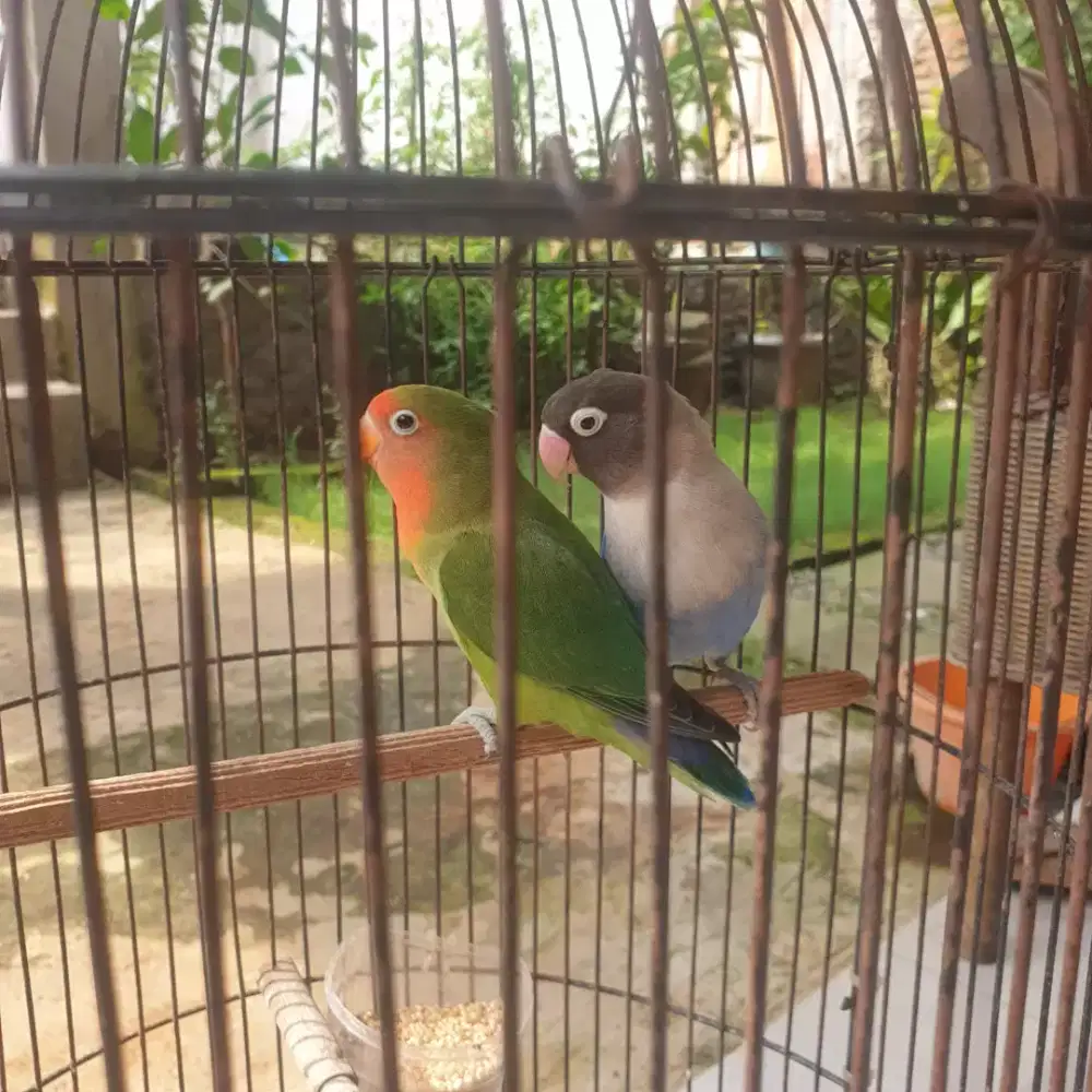 Lovebird sepasang