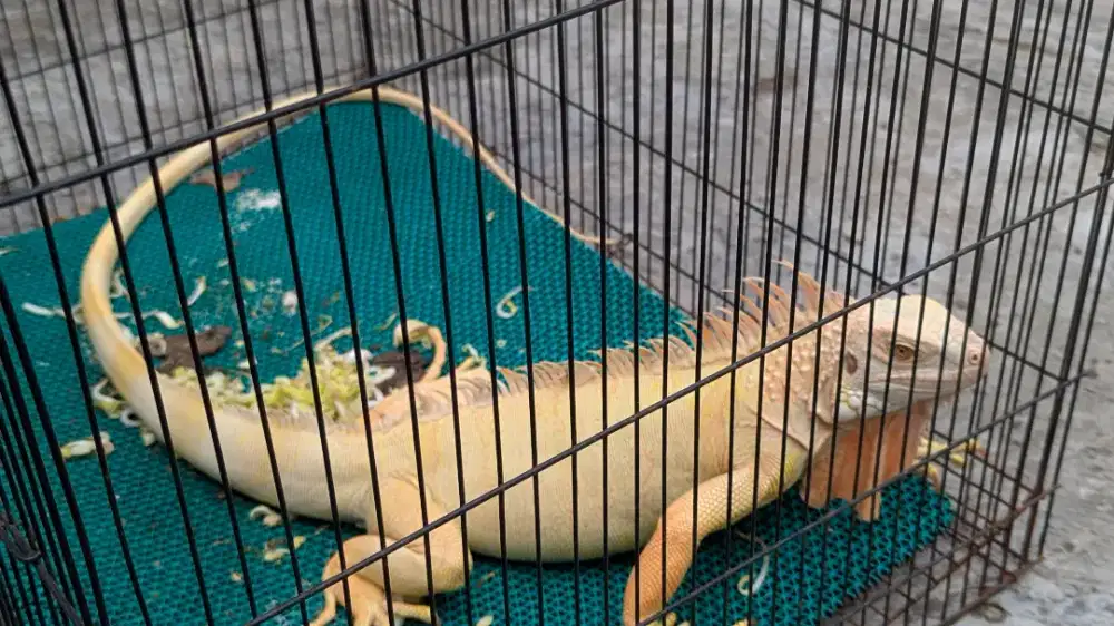 Dijual Hewan Peliharaan Iguana Green Albino Jinak Sehat