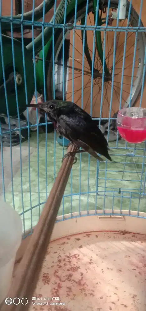 jual burung king konin jantan bunyi