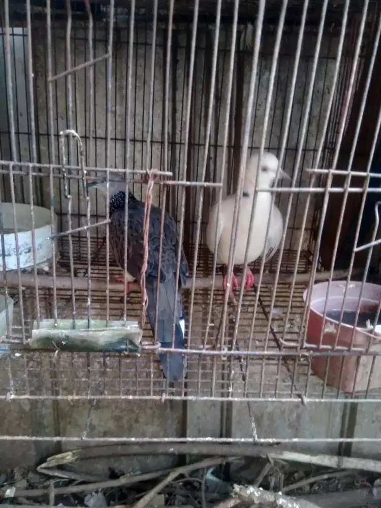 Burung puter tekukur sepasang