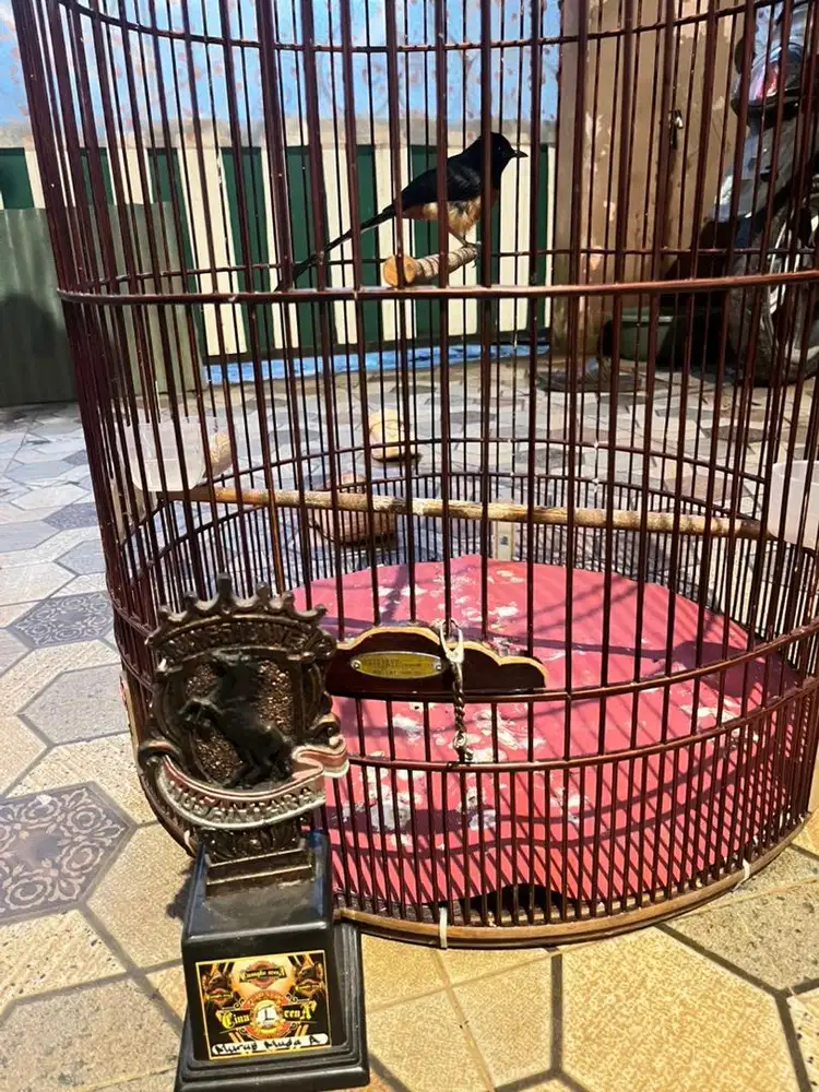 murai trah hutan mapan