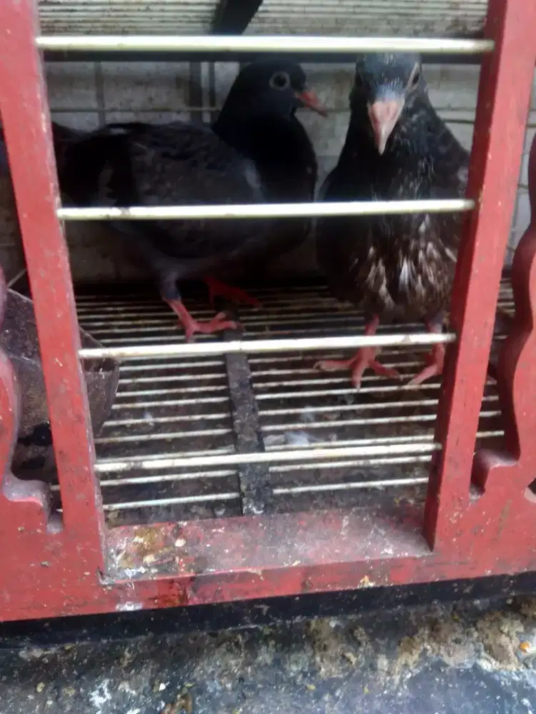 Anak burung dara trah