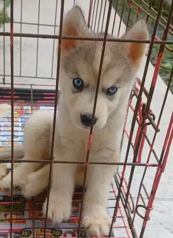 Anakan Husky blue eyes